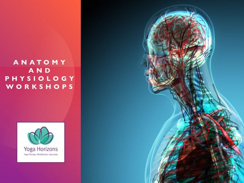 Anatomy and Physiology Workshops for Yoga Students