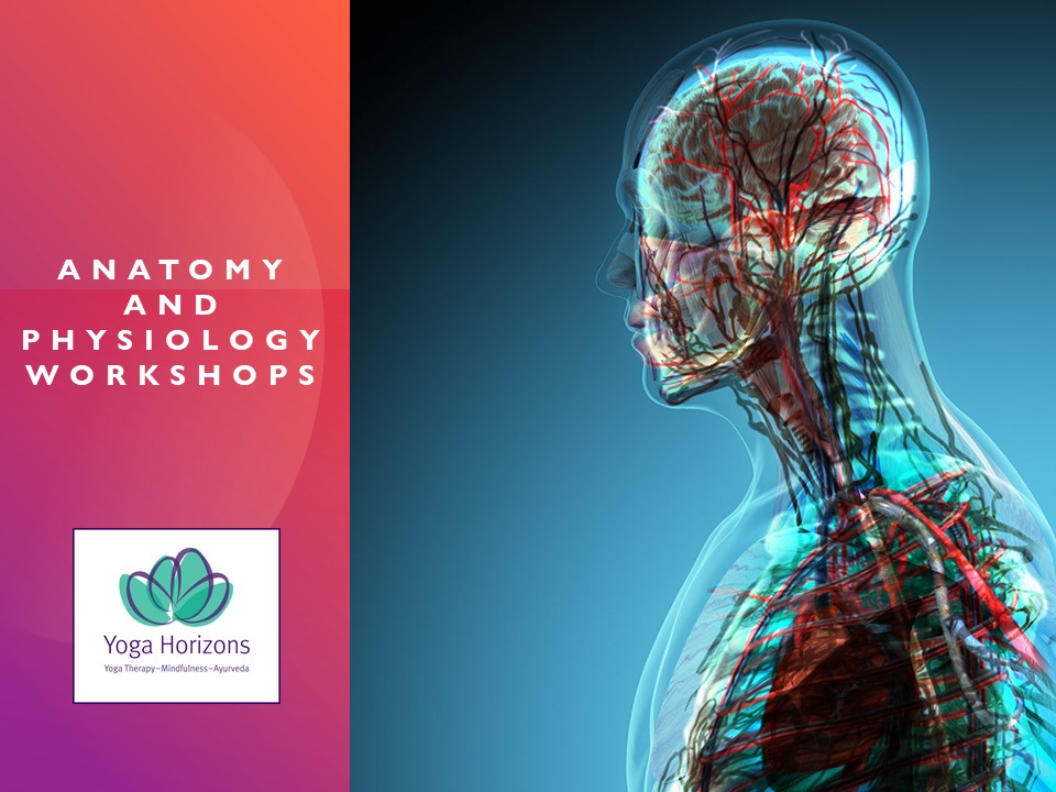 Anatomy and Physiology Workshops for Yoga Students